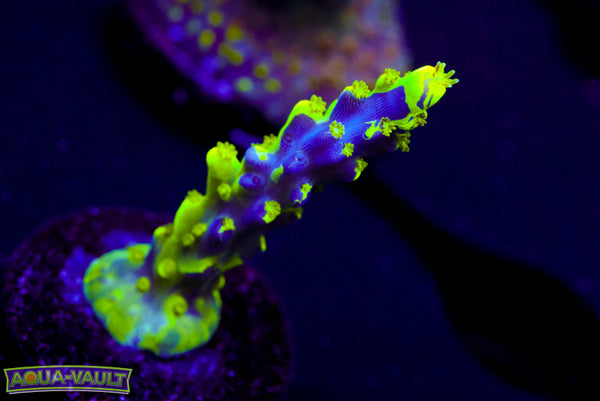 UW Oompa Loompa Splice Acro