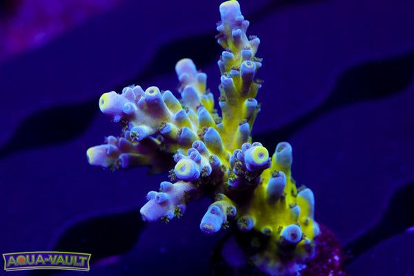 Nick's Purple Passion Acro