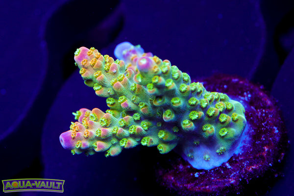 JF Shocktart Acro