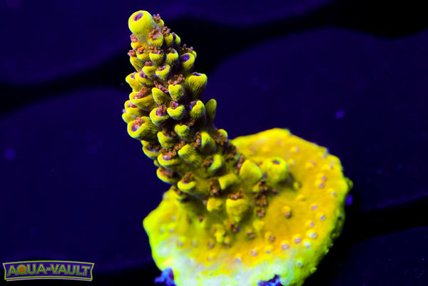 CV Jackfruit Acro