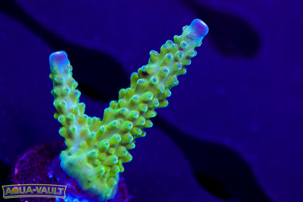 Tricolor Valida Acro