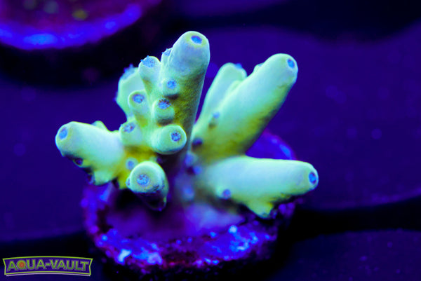 Raising Reef Blue Thunder Acro