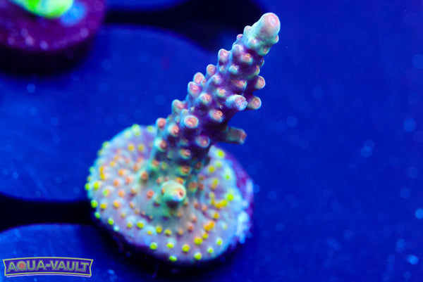 BC Frankenberry V2 Acro