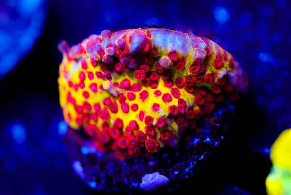 JF Burning Banana Stylocoeniella