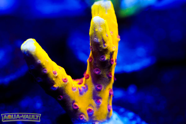 Raising Reefs Lemon Kiwi Anacropora(Collector)