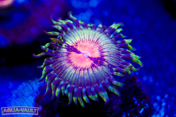 JF Bloodshot Zoa
