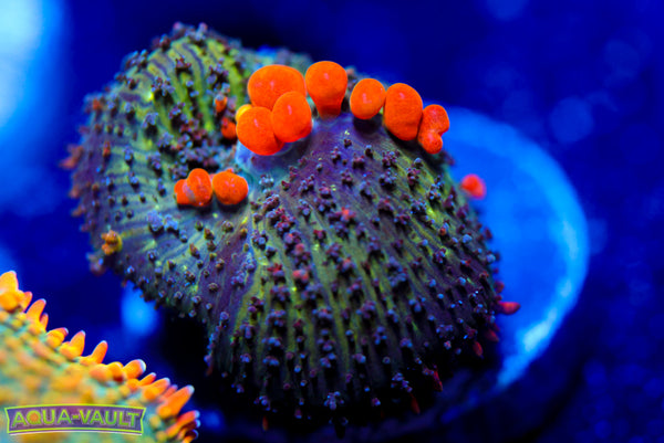 Sunkist Bounce Mushroom