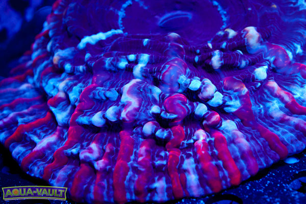 Lush Plum Indophyllia (Watch Video)