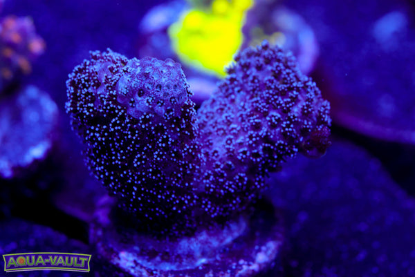 Purple Stylo