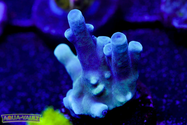 Oregon Tort Acro