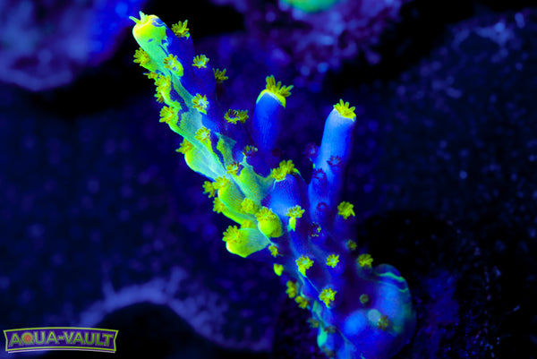 UW Oompa Loompa Splice Acro