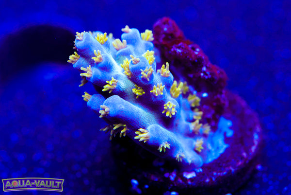 ORA Bellina Acro