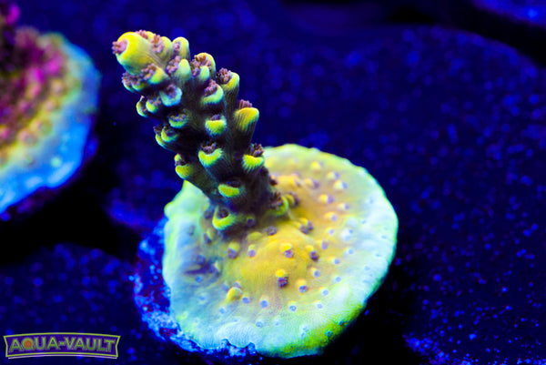 CV Jackfruit Acro