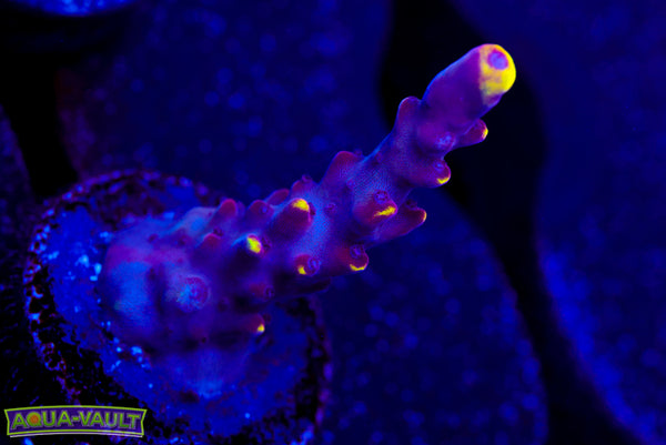 JF Foxflame Acro