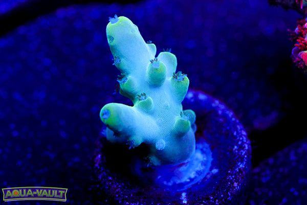 Raising Reef Blue Thunder Acro
