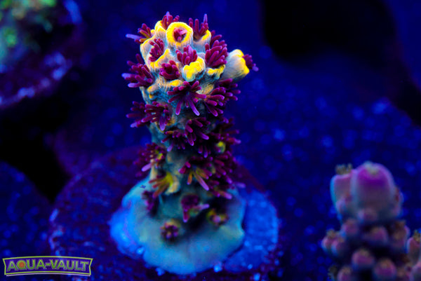 CV Crab Rangoon Acro