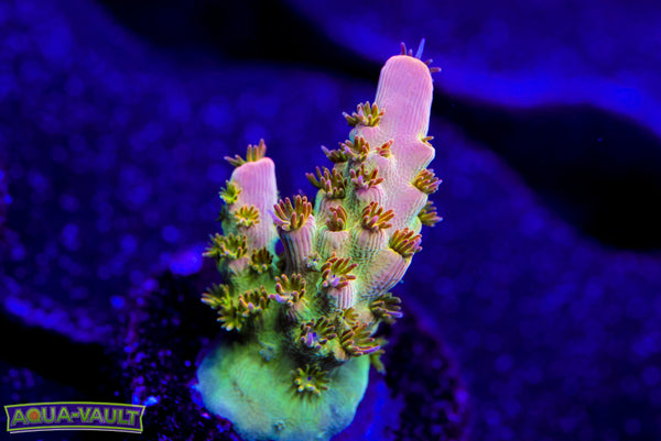 WWC Heart Breaker Acro