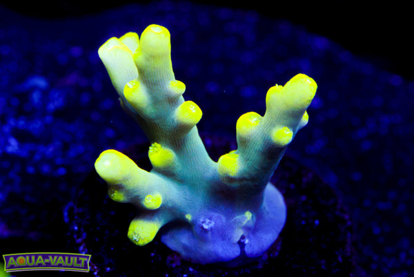 WWC Yoda Acro