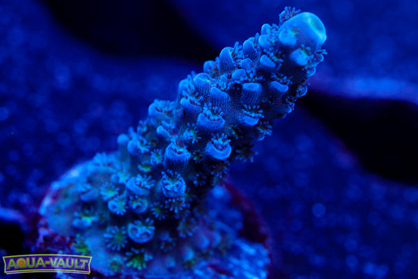 UW Blue Slimer Acro