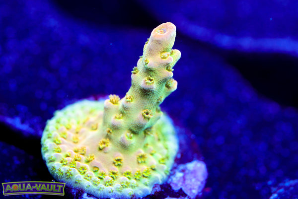 Gregâ€™s Unicorn Acro