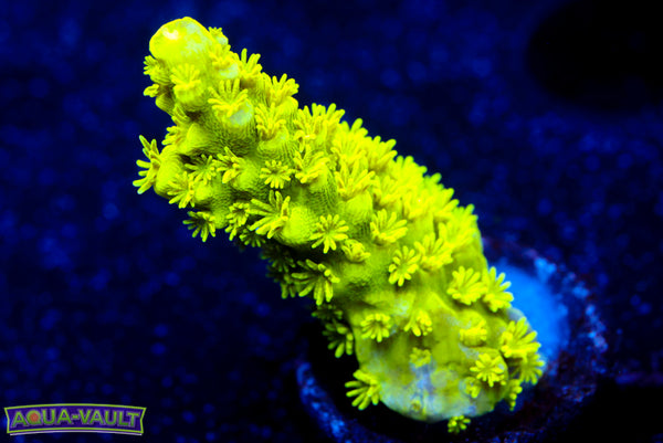 Bali Green Slimer  Acro