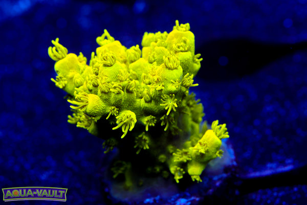 CV Hulk Acro