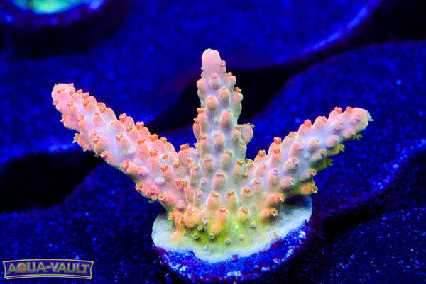 TGC Orange Creamcicle Acro