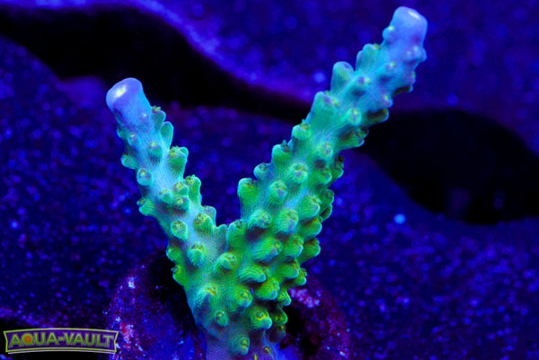 Tricolor Valida Acro