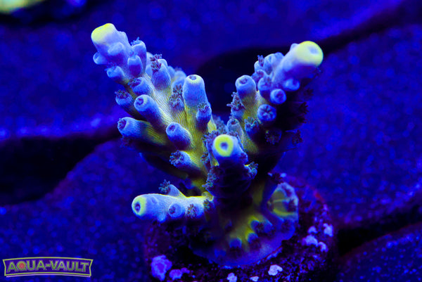 Nick's Purple Passion Acro