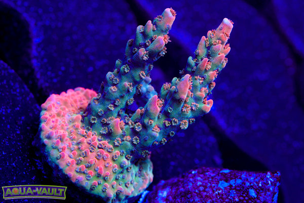BC Frankenberry V2 Acro