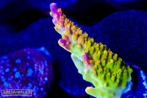 Paletta Pink Tip Acro