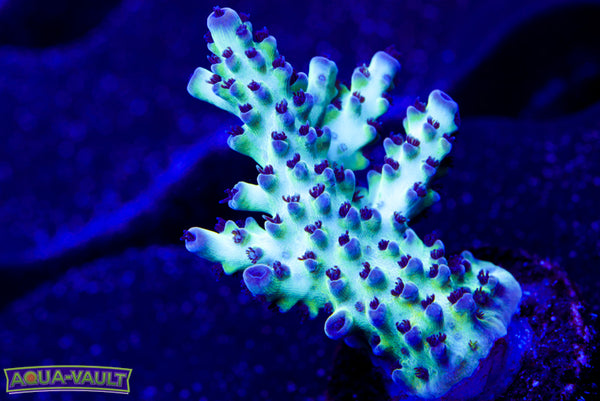 ORA Pearlberry Acro