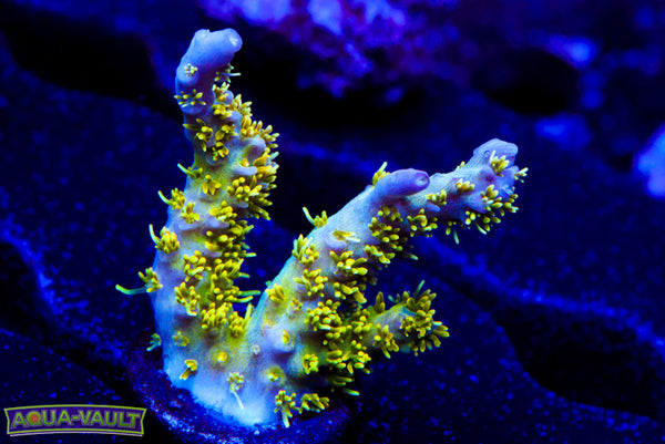 TGC Starry Night Acro