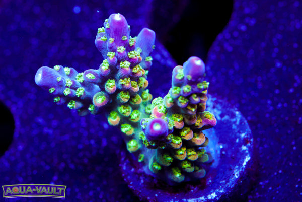 JF Shocktart Acro