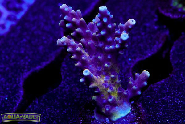 RRC Pink Cadillac Acro