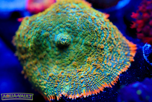 Tequila Sunset Mushroom