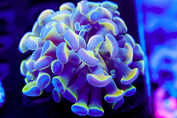 Hologram Branching Hammer