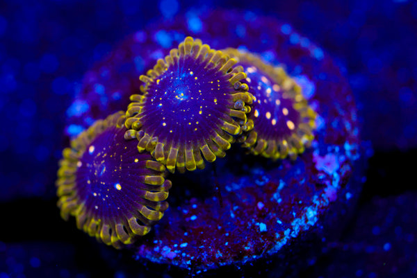 Exosphere Zoa
