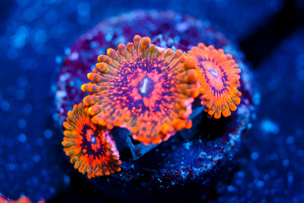 Grand Master Krak Zoa