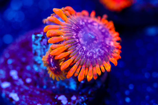 Acid Reflux Zoa