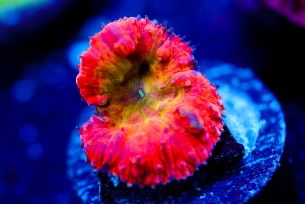 WWC Rainbow Blasto