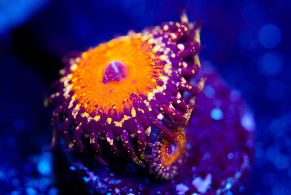 God Beast Zoa