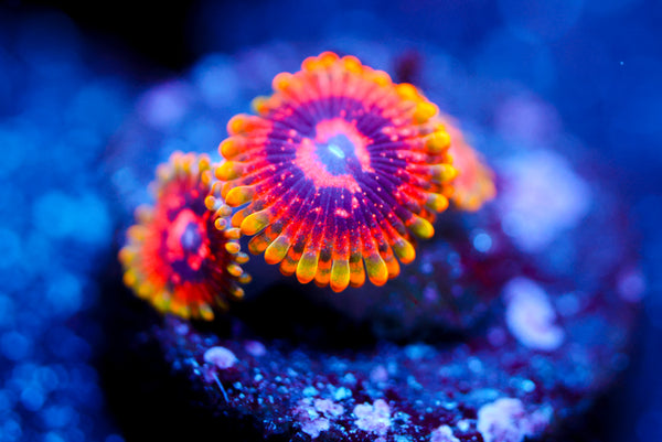 Mind Trick Zoa