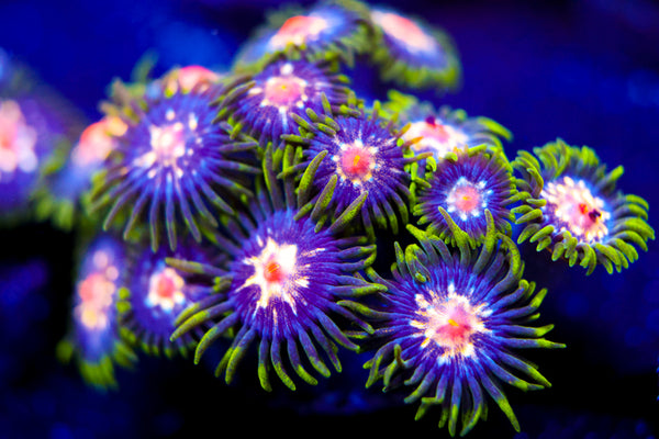 JF Stargazer Zoa