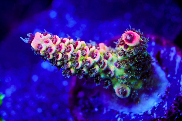 JF Solar Flare Acro