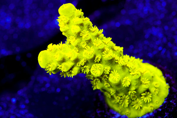 Neon Slimmer Acro