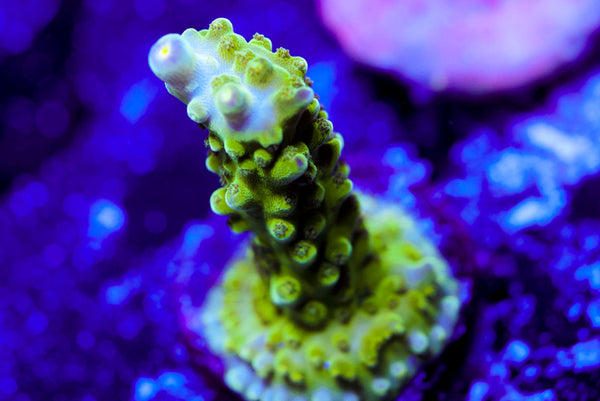 Tricolor Valida Acro