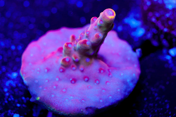 JF Foxflame Acro