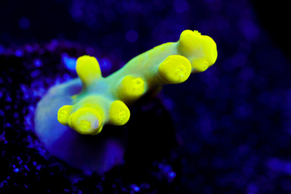 WWC Yoda Acro