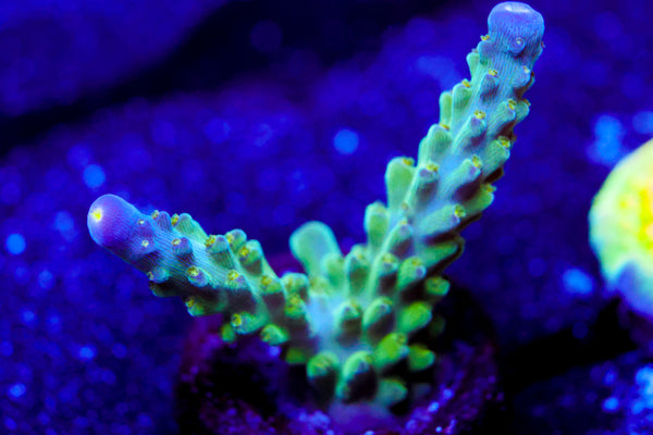 Tricolor Valida Acro